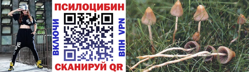 где купить наркотик Новоалександровск Псилоцибиновые грибы Psilocybine cubensis